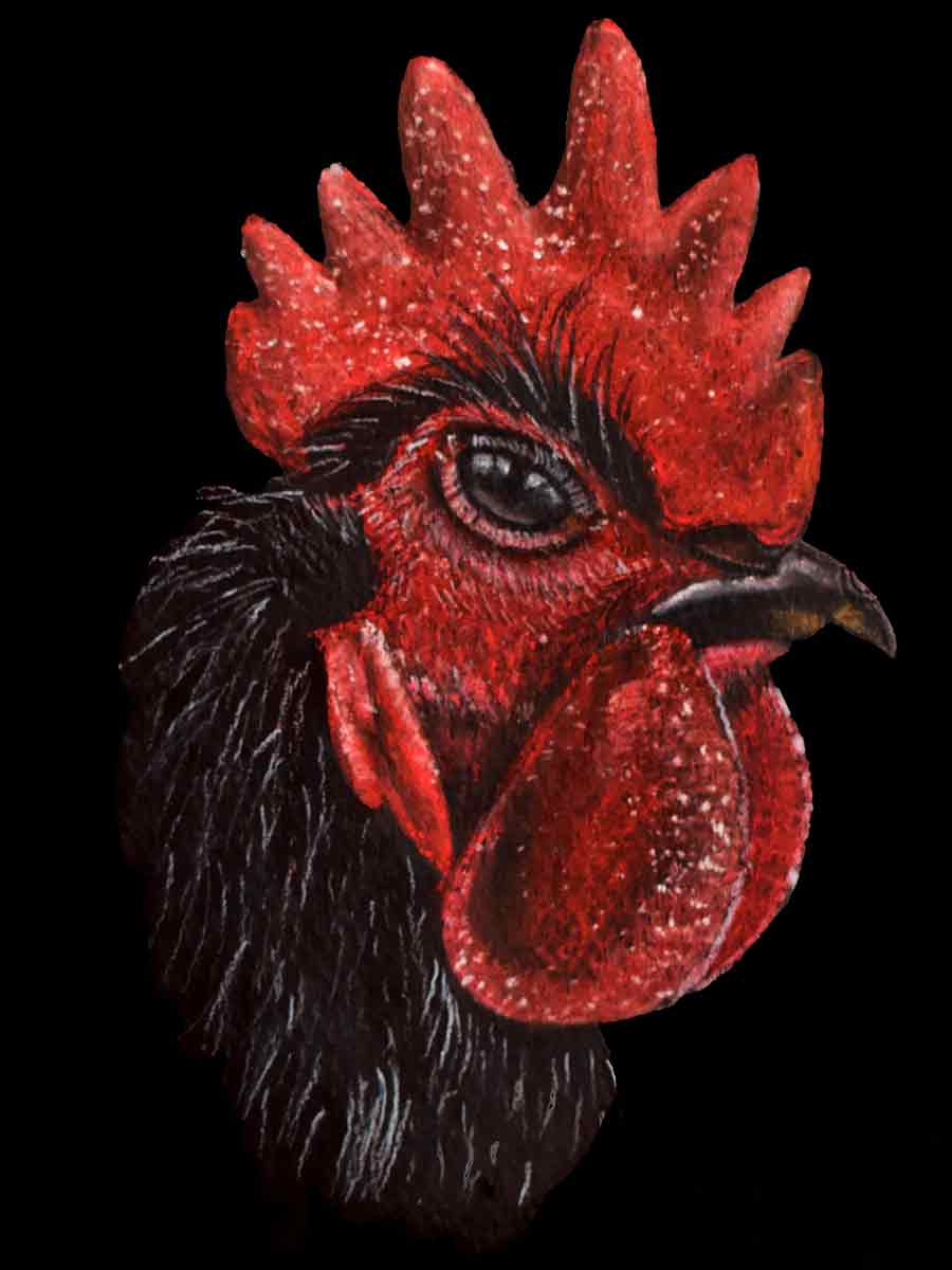 gallo
