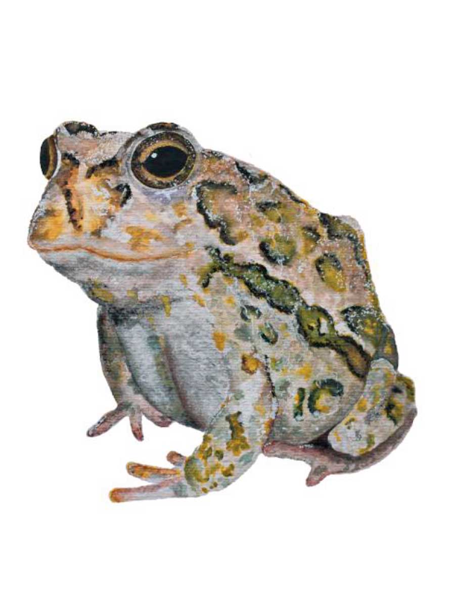 rana